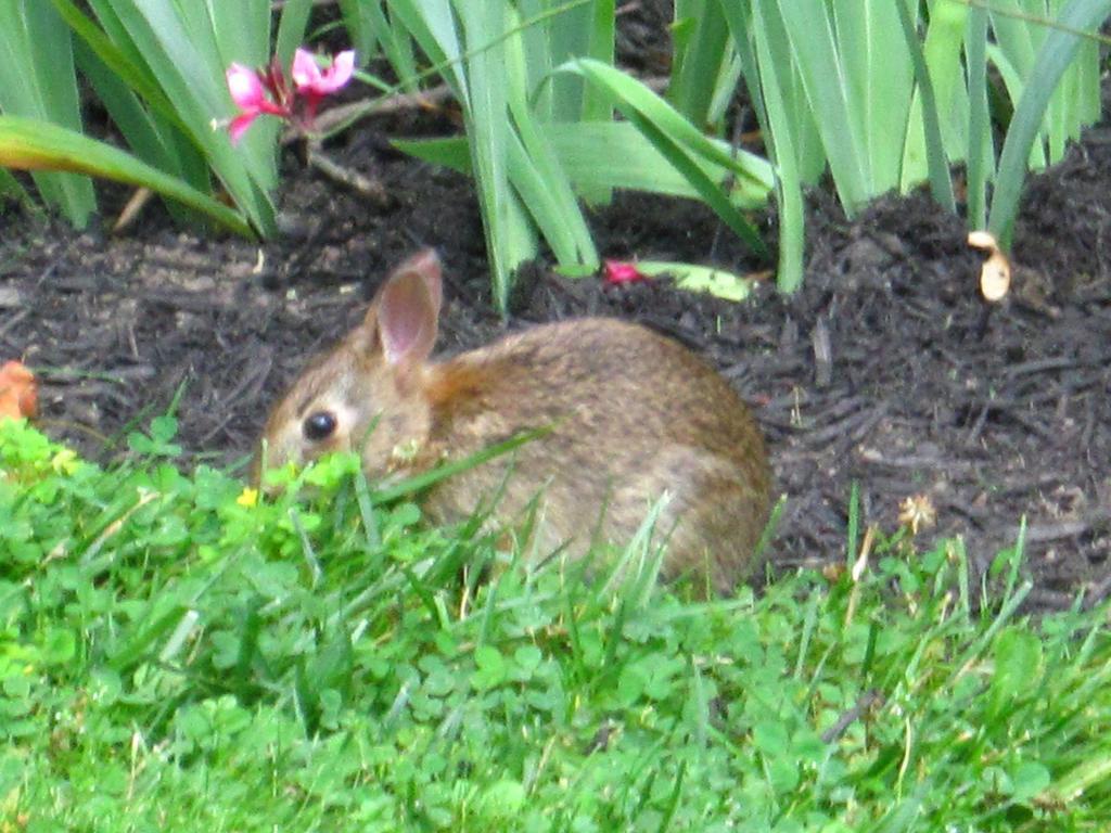 Baldwinsville Bed And Breakfast Luaran gambar